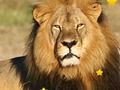 Jwèt Animal Stars kache  sou entènèt