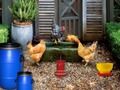 Jwèt Poultry Farm Pak chape  sou entènèt