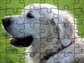 Jwèt Sou entènèt jwèt Jigsaw Puzzle Bèt Domestik  sou entènèt