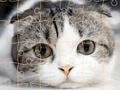 Jwèt Tan devinèt chat  sou entènèt