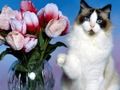 Jwèt Komik chat devinèt  sou entènèt