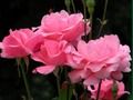 Jwèt Pink Pink  sou entènèt