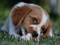 Jwèt Doggy tèt  sou entènèt