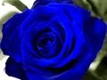 Jwèt Roses ble  sou entènèt