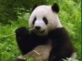 Jwèt Panda devinèt  sou entènèt