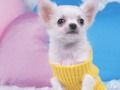 Jwèt Lovely ti chen devinèt  sou entènèt
