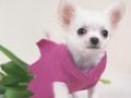 Jwèt Cute Puppies devinèt  sou entènèt