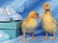 Jwèt Lovable Kreyati Little devinèt  sou entènèt