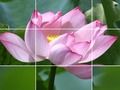Jwèt Lotus flè  sou entènèt