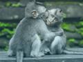 Jwèt Chimpancé Jigsaw  sou entènèt