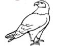 Jwèt Eagle koloran Liv  sou entènèt