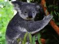 Jwèt Bèl ti bebe koala lous sou entènèt