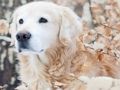 Jwèt Winter bèt kay devinèt  sou entènèt