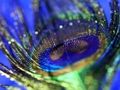 Jwèt Peacock plim tèt  sou entènèt