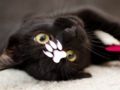 Jwèt Cute chat devinèt  sou entènèt