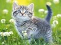 Jwèt Download jwèt Ti chat devinèt  sou entènèt