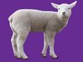 Jwèt Animal ti bebe  sou entènèt