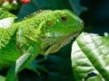 Jwèt Iguana sovaj  sou entènèt