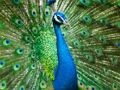 Jwèt Sou entènèt jwèt Peacock tèt  sou entènèt