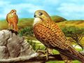 Jwèt Download jwèt la Birds of Prey Slide  sou entènèt