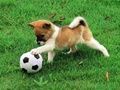 Jwèt Playful Puppy Deyò Devinèt  sou entènèt