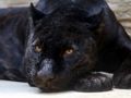 Jwèt Sou entènèt jwèt Black Panther Jigsaw  sou entènèt