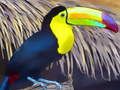 Jwèt Sou entènèt jwèt Toucan Bird tèt  sou entènèt
