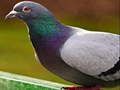 Jwèt Sou entènèt jwèt Pigeon Jigsaw Puzzle  sou entènèt