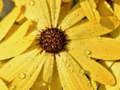 Jwèt Sou entènèt jwèt Petal flè Raindrop Jigsaw  sou entènèt