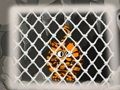 Jwèt Tiger chape 1  sou entènèt
