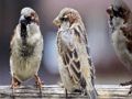 Jwèt Sou entènèt jwèt Sparrow Fanmi tèt  sou entènèt