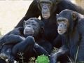 Jwèt Sou entènèt jwèt Komik chenpanze Jungle chape  sou entènèt