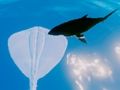 Jwèt Sou entènèt jwèt Stingrays Navigasyon sou entènèt Jwèt Sou entènèt jwèt Stingrays Navigasyon sou entènèt