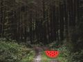Jwèt Sou entènèt jwèt Dense Forest Deer chape  sou entènèt