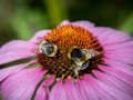 Jwèt Sou entènèt jwèt Koulè wouj violèt Coneflower tèt  sou entènèt