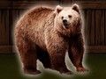 Jwèt Sove lous grizzly la  sou entènèt