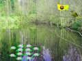 Jwèt Limyè solèy Forest avanti  sou entènèt