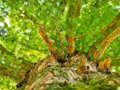 Jwèt Sou entènèt jwèt Tree Branches Jigsaw  sou entènèt
