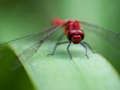 Jwèt Sou entènèt jwèt Dragon vole tèt  sou entènèt