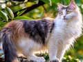 Jwèt Thorne devinèt - chat ak chen  sou entènèt