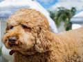 Jwèt Labradoodle devinèt  sou entènèt