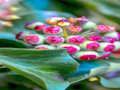 Jwèt Sou entènèt jwèt Ivy Plant Jigsaw  sou entènèt