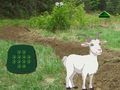 Jwèt Sou entènèt jwèt Goat Jwenn Timoun nan  sou entènèt