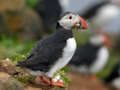 Jwèt Sou entènèt jwèt Puffin Bird tèt  sou entènèt