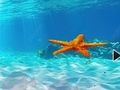 Jwèt Sou entènèt jwèt Chape soti nan Starfish anba dlo  sou entènèt