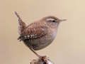 Jwèt Birdlingo sou entènèt