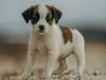 Jwèt Jwèt Jack Russell tèt  sou entènèt