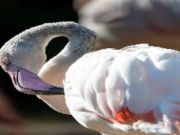 Jwèt Sou entènèt jwèt Flamingo Bird tèt  sou entènèt
