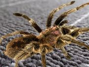 Jwèt Reyèl diferans Spider  sou entènèt