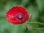Jwèt Poppy nati flè tèt  sou entènèt